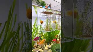 💦 Without polluting water feed 🐟with these tools 💯aquarium minifishtank waterlife subscribe [upl. by Meg]