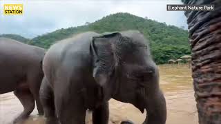 Elephants escape floodwaters in Thailand [upl. by Sivia674]