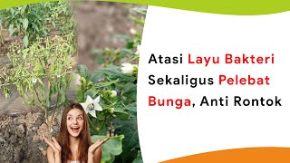 Atasi Layu Bakteri Sekaligus Pelebat Bunga Aman Tanpa Rontok Bunga [upl. by Anemix]