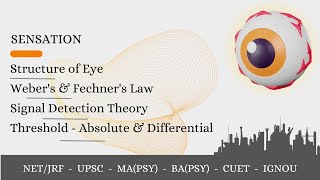 Sensation amp Perception1 Threshold Webers amp Fechners Law  Signal Detection Theory Adaptation [upl. by Eidissac425]