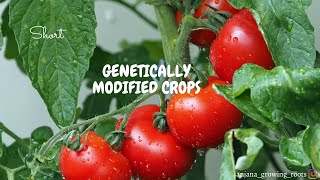 Genetically Modified Crops  Malayalam  Golden Rice  Flavr Savr Tomato [upl. by Malissa]