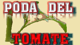 PODA del TOMATE variedad determinada o indeterminada  El ratillo de Juan Valentín [upl. by Otte282]