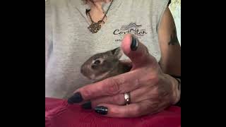 Day 2 bottle feeding rescued baby cottontail bunnies [upl. by Ternan]