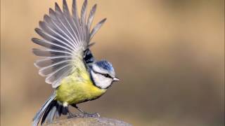 canto del carbonero  chant de mésange bleue [upl. by Eelyah]