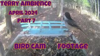 Bird Cam Footage April 2024 Part 7 [upl. by Maureene]