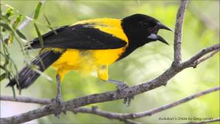 Audubons Oriole Song [upl. by Og]