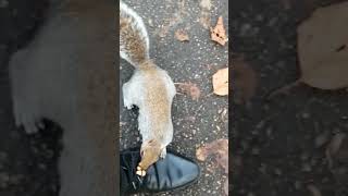 Brave Squirrel Swipes Nuts ironically Untying Mans Shoes [upl. by Ern]