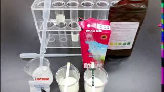 Identifying Milk with Lactase and Glucose Strips [upl. by Liss989]