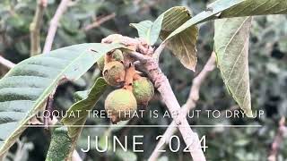 Loquats are ripe on a loquat tree that is about to dry up  June  Sep 2024 [upl. by Alveta]