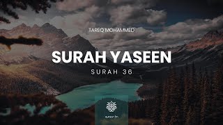 Surah Yaseen  Qari Tareq Mohammed  سورة يس  القارئ طارق محمد [upl. by Adnocahs296]