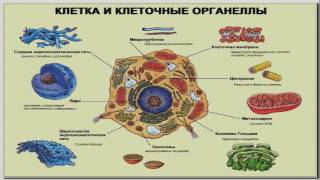 Клеточные технологии ДНК Хромосома Геном Программа quotВ первом приближенииquot [upl. by Montagu]