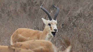 Джейран Gazella subgutturosa  Goitered gazelle  Film Studio Aves [upl. by Edwine]