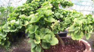 Ginkgo biloba Troll at Big Plant Nursery in West Sussex UK [upl. by Enna]