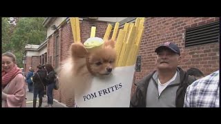 Annual dog Parade back in action at Tompkins Square Park [upl. by Yssirk781]