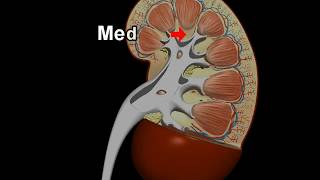 Structure and Function of kidney – 3D animation model [upl. by Odetta666]