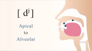 dʲ  voiced unaspirated palatalized apical alveolar stop [upl. by Sivla400]