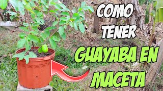 COMO TENER GUAYABA EN MACETA [upl. by Airotel512]