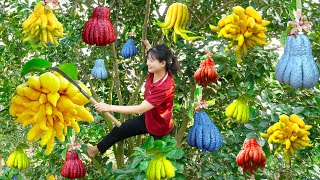 Harvest Giant 10finger Buddhas hand Fruit  Make fried rice amp Go to the sell  Luyến  Harvesting [upl. by Schober79]