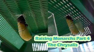 Raising Monarchs Part 4  The Chrysalis How To Care For Monarch Butterfly Chrysalides [upl. by Akimihs]