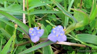 Cyanotis Cristata a creeping herb [upl. by Whipple]