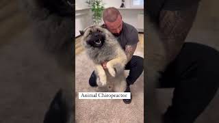 Laugh Out Loud with Hilarious Dog Moments  Dog Chiropractors Secret to Canine Happiness [upl. by Dhiman935]