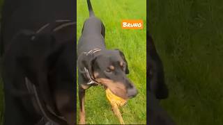 Bruno 🐾 working doberman UK dobermanlife [upl. by Macintyre]