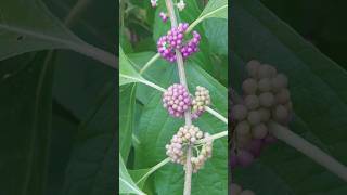 American Beauty Berry  Callicarpa Americana [upl. by Yroc249]