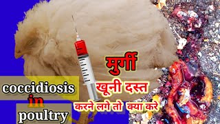 coccidiosisinchicken  coccidiosis in poultry treatment of coccidiosis मुर्गी में खूनी पेचिस [upl. by Lorac350]