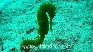 Seahorse moves around in ungainly fashion [upl. by Bernardi614]