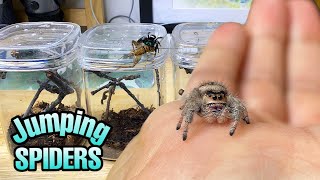 Feeding my ADORABLE jumping spiders Phidippus regius Update [upl. by Bokaj]