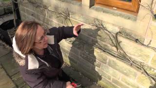 How to Winter Prune Wisteria [upl. by Dnalyk]