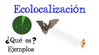 🦇 ¿Qué es la Ecolocalización 📍 Fácil y Rápido  BIOLOGÍA [upl. by Pearce]