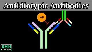 Anti Idiotypic Antibodies  Anti Idiotype amp Antibody Drug  Anti Idiotypic Antibodies Generation [upl. by Kcirtapnhoj]