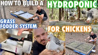 How to Build a Hydroponic Grass Fodder System for Chickens [upl. by Schoening99]