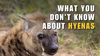 WILDLIFE DOCUMENTARY  Spotted Hyenas Secret Masters of the African Savanna  South Africa [upl. by Anaigroeg]