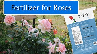 How to Fertilize Roses [upl. by Reinaldos]