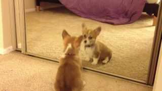 Welsh Corgi Mochas First Mirror Reflection [upl. by Elram688]