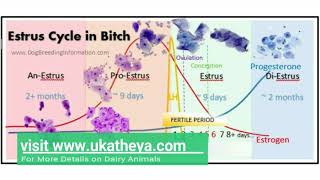 Estrus Cycle in Dogs  Comparing Dog and Cattle Estrus Cycles  Prof UK Atheya  English Lecture [upl. by Pernell856]