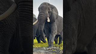 Loxodonta africanaafricansafari wildlife animals [upl. by Dorfman]