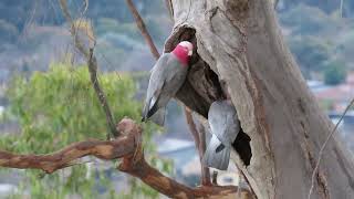 Nature video A Galah pair inspecting and excavating a nesting hollow in preparation for Spring [upl. by Danella985]