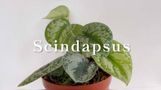 【Scindapsus スキンダプサス】 [upl. by Powder889]