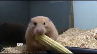 Weird Hamster Shoves Whole Corn on the Cob in Cheek [upl. by Worrell]