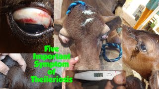 Five most important symptoms of Theileriosis in Calves [upl. by Ahterod]