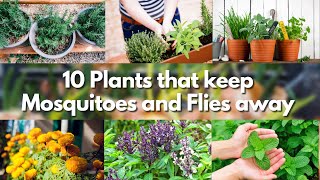 10 Plants that keep Mosquitoes and Flies away 🍃🦟 mosquito repellent plants 🍃🦟 [upl. by Natala]