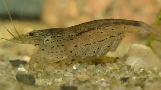 Amano Shrimp Caridina multidentata  Breeding Part 1 [upl. by Lehman]