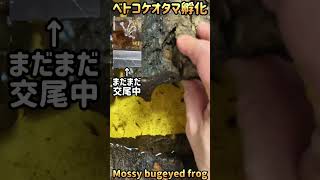 ベトナムコケガエルおたまじゃくし孵化🐸 [upl. by Avraham384]