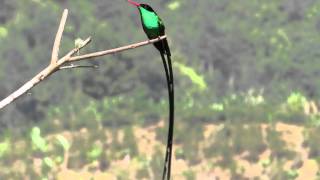 Redbilled Streamertail with a little tongue action [upl. by Gearhart]