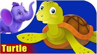 Animal Songs for Kids  Turtle Song [upl. by Ydnak981]