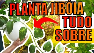 🔴PLANTA JIBÓIA EM AQUÁRIOS Mr Betta [upl. by Cressy]