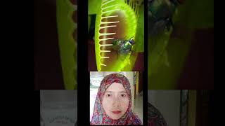 GREEDY FLIES ENTER THE FLYTRAP TRAP REACTION shortvideo flytrap shorts viralvideo youtube yt [upl. by Omer]